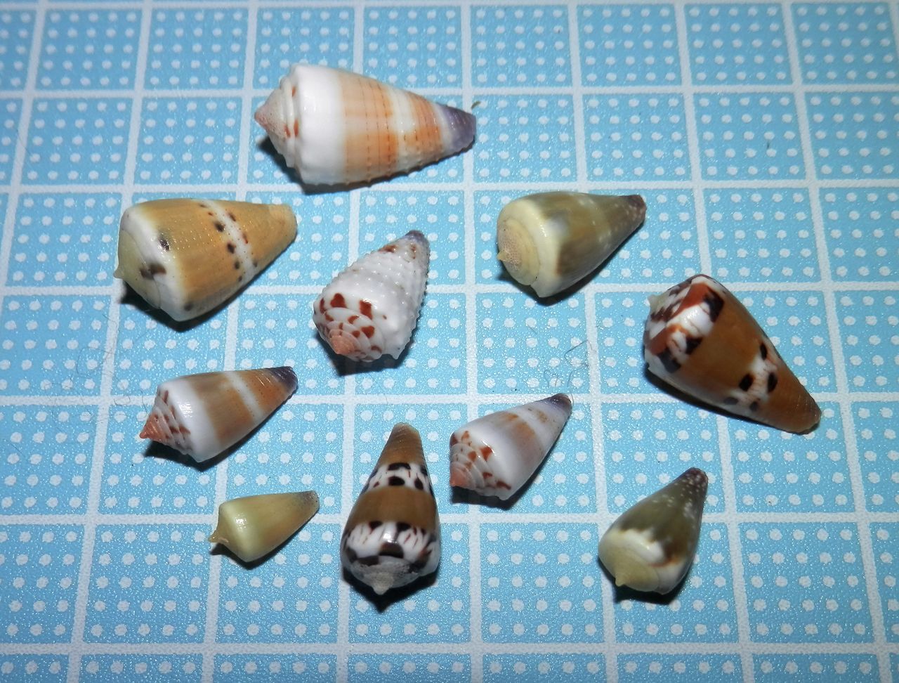 貝殻【タカラガイ、クモガイ、イモガイ他】まとめ売り 沢山の宝貝です！ タカラガイ イモガイ 貝殻 のセット