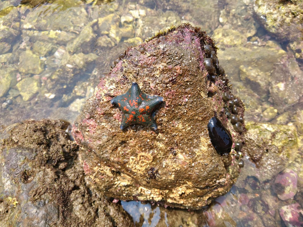 磯観察 生き物の違い 波と風の音を聴きながら 磯観察 生き物の違い 波と風の音を聴きながら