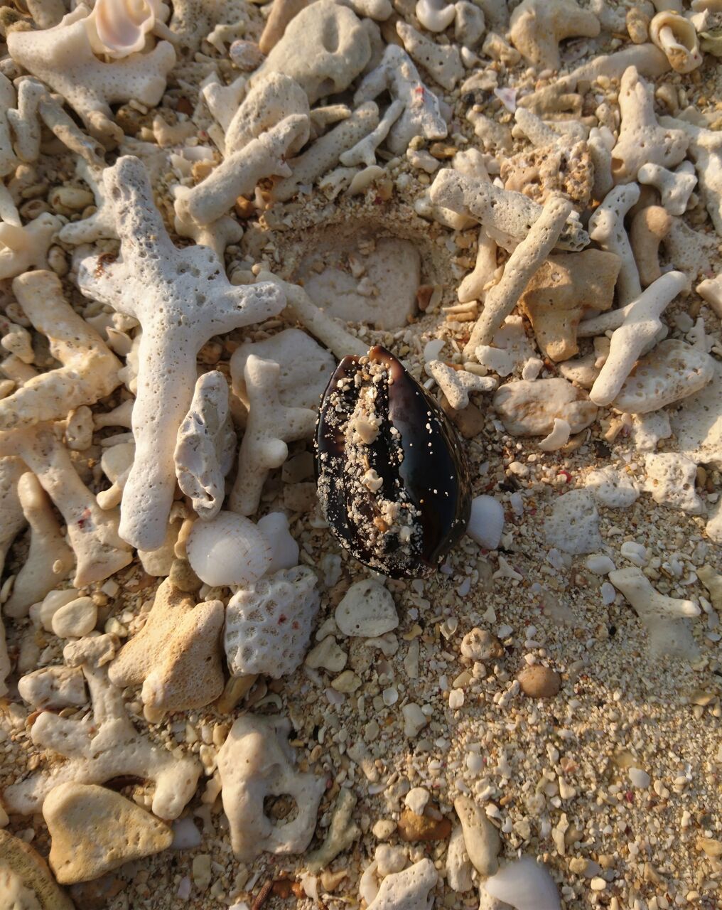 21 3 石垣島４ 生きたハチジョウダカラ 波と風の音を聴きながら