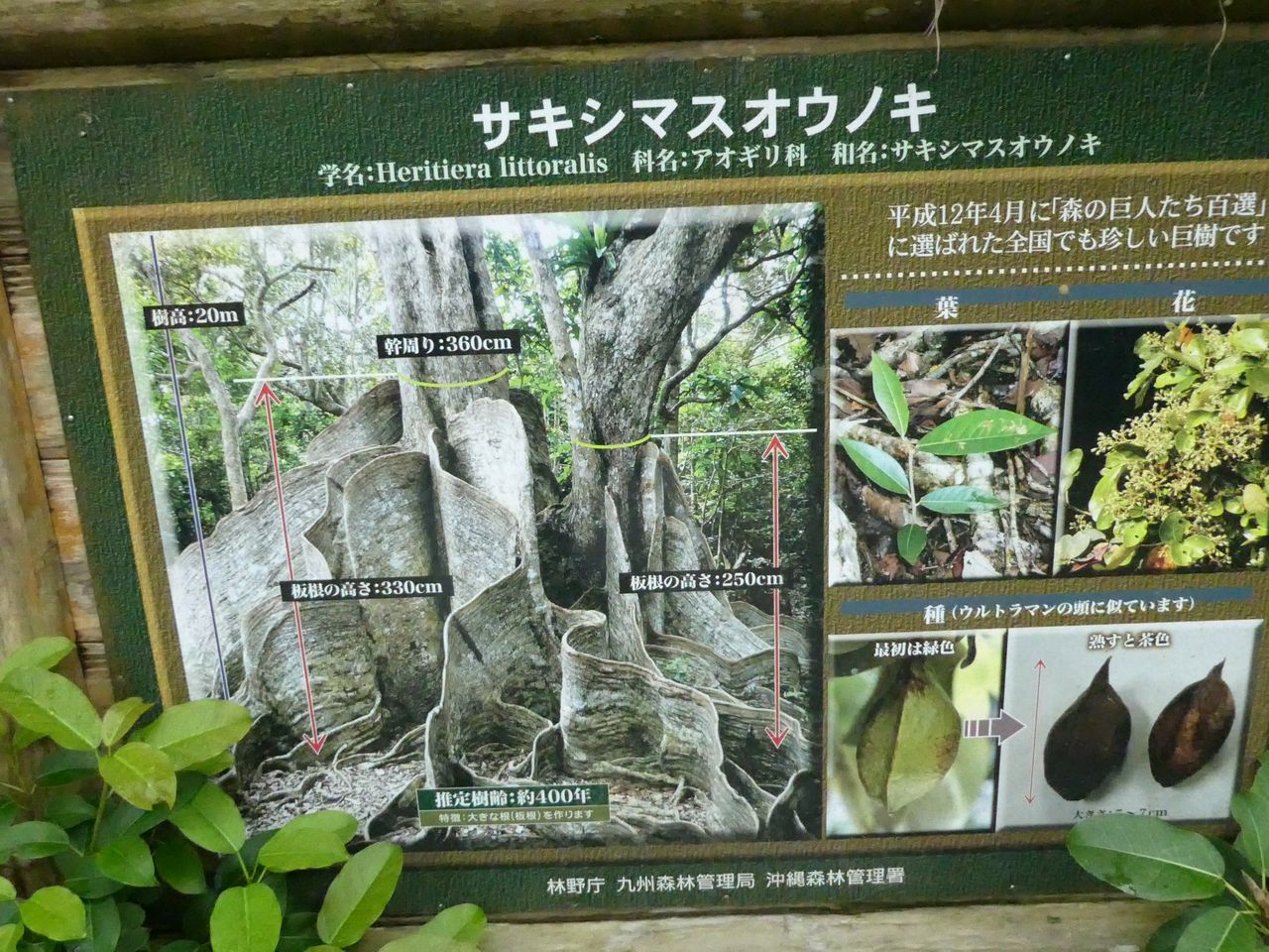 樹齢４００年のサキシマスオウノキ 波と風の音を聴きながら