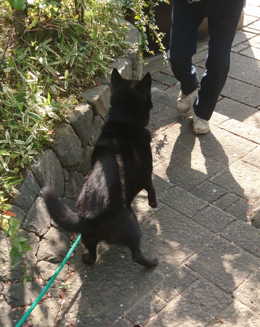 迷子の黒犬 波と風の音を聴きながら 迷子の黒犬 波と風の音を聴きながら