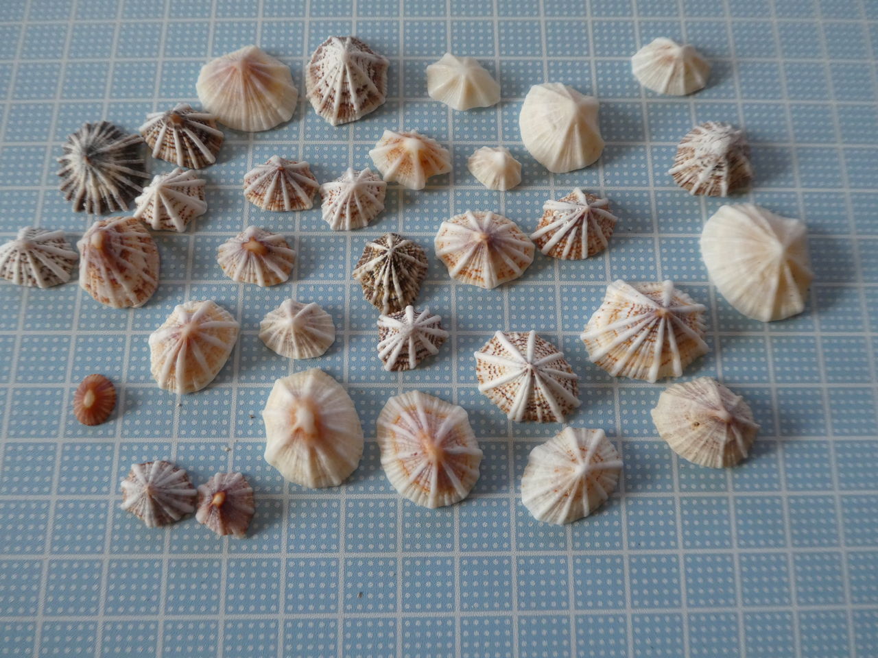 石垣島 ビーチコーミングまとめ 波と風の音を聴きながら