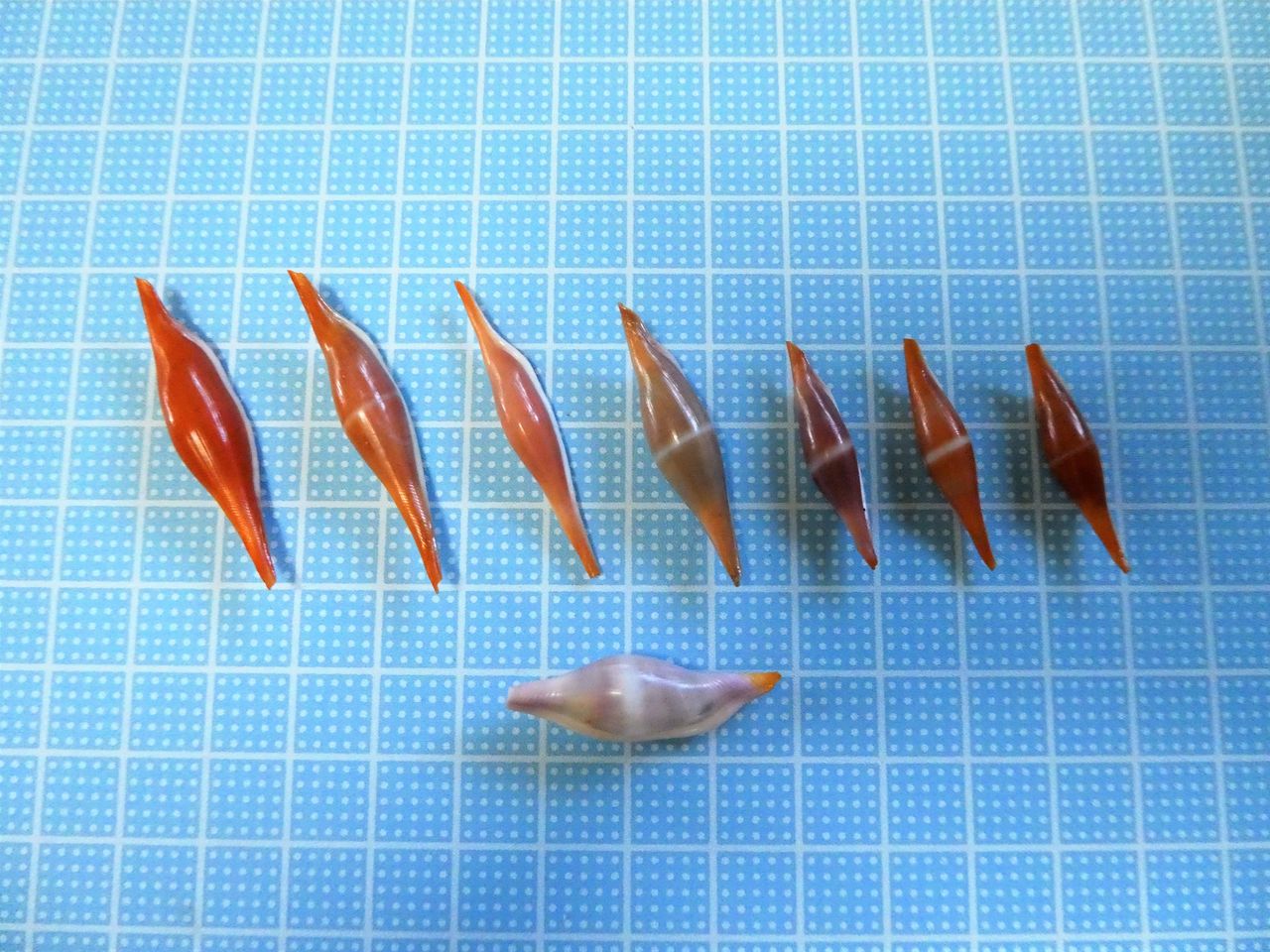 ウミウサギ系 色々 : 波と風の音を聴きながら～