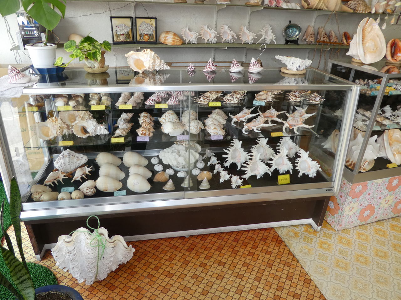 石垣島の貝殻屋さん : 波と風の音を聴きながら～