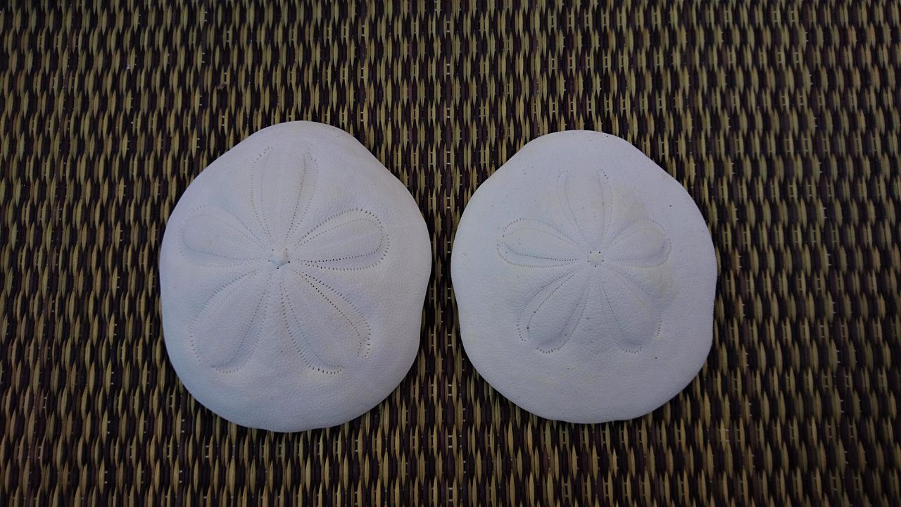 タコノマクラ 標本用 : 波と風の音を聴きながら～