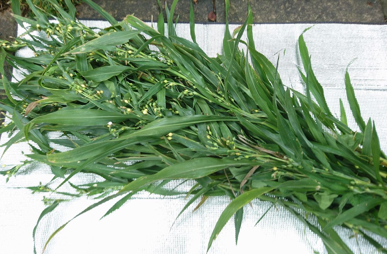 数珠玉とガガイモ 波と風の音を聴きながら