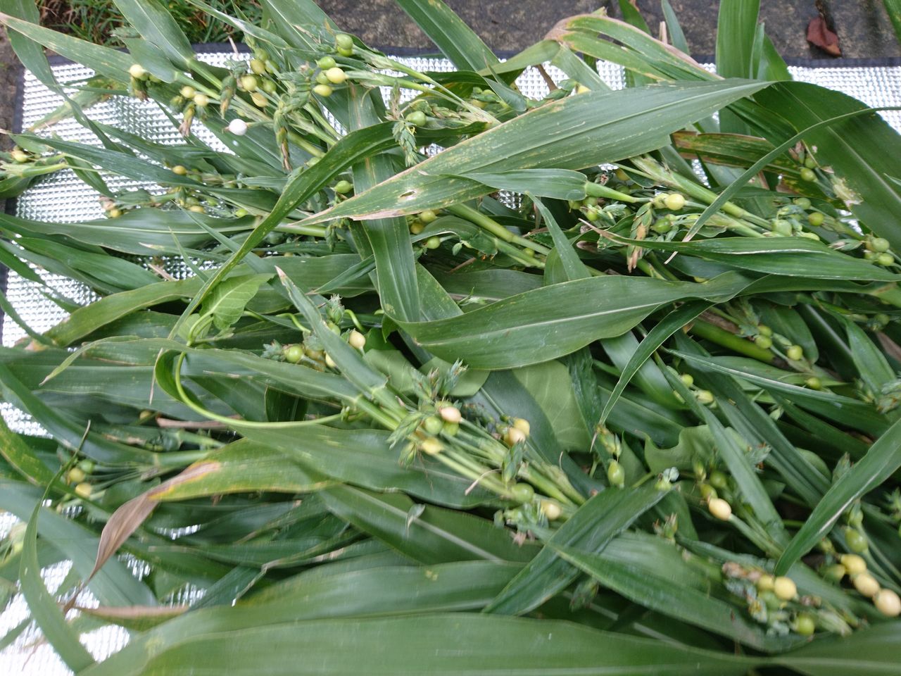 数珠玉とガガイモ 波と風の音を聴きながら