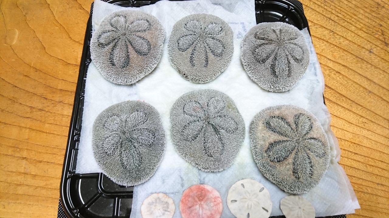 タコノマクラ 標本用 : 波と風の音を聴きながら～