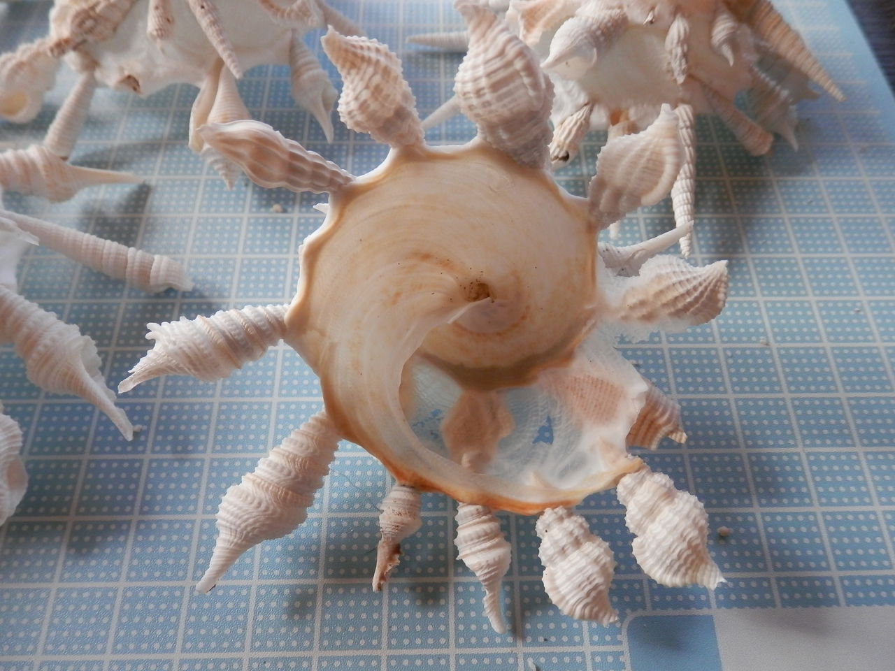 貝殻標本　クマサカガイ10点セット 貝殻標本 クマサカガイ10点セット Yahoo!オークション - 貝殻