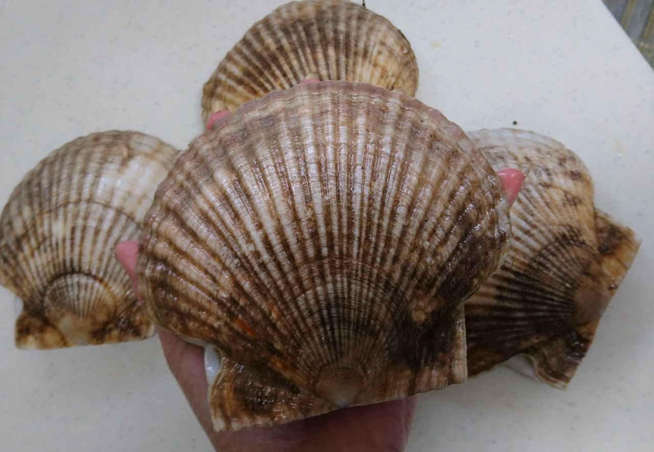 特大ホタテ 波と風の音を聴きながら