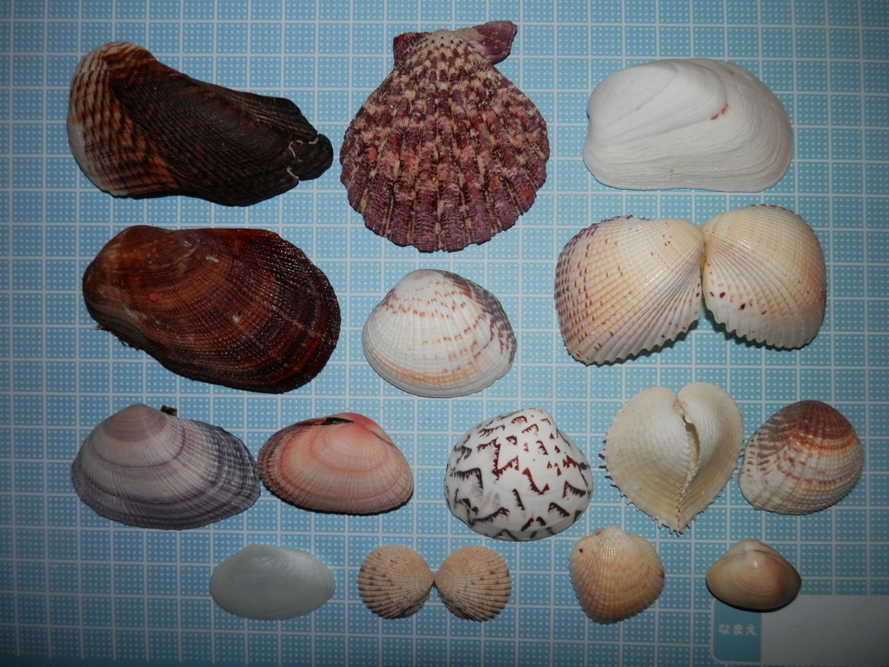 石垣島 貝殻 色々 : 波と風の音を聴きながら～