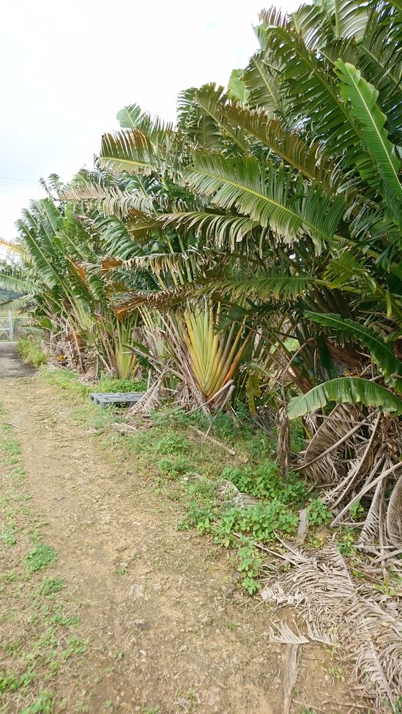 石垣島 旅人の木の実探し 波と風の音を聴きながら 石垣島 旅人の木の実探し 波と風の音を聴きながら