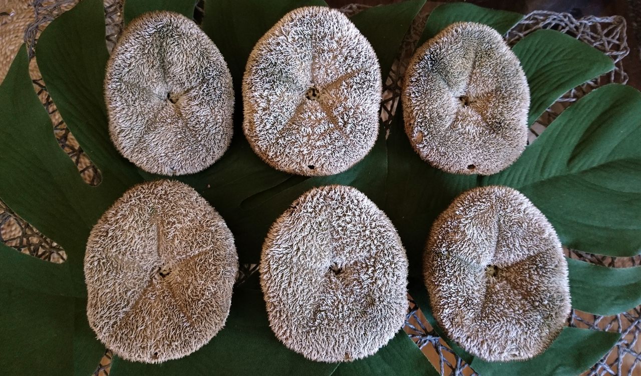 タコノマクラ 標本用 : 波と風の音を聴きながら～