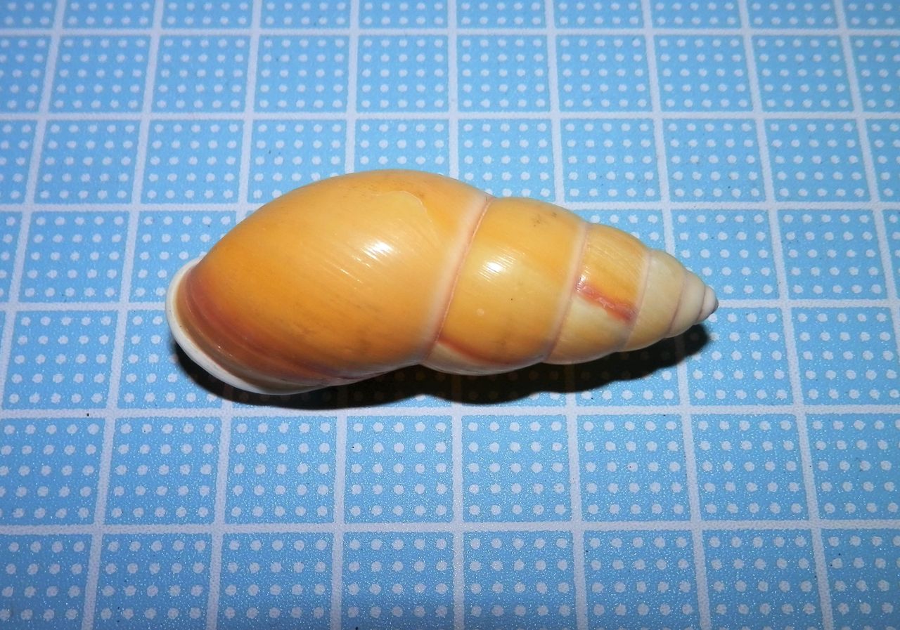 貝殻 - カタツムリ 美品 陸貝 南の螺旋 ミドリパプア: : ミドリパプア