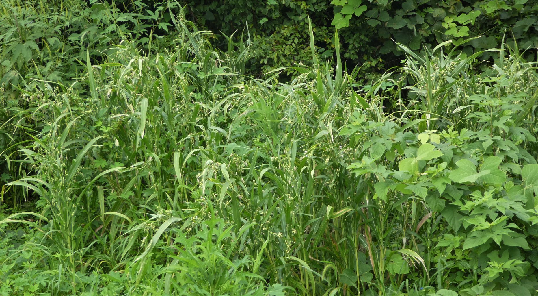 数珠玉とガガイモ 波と風の音を聴きながら