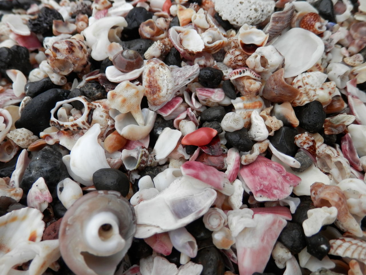 三浦半島 ツグチガイ ウミウサギ 波と風の音を聴きながら