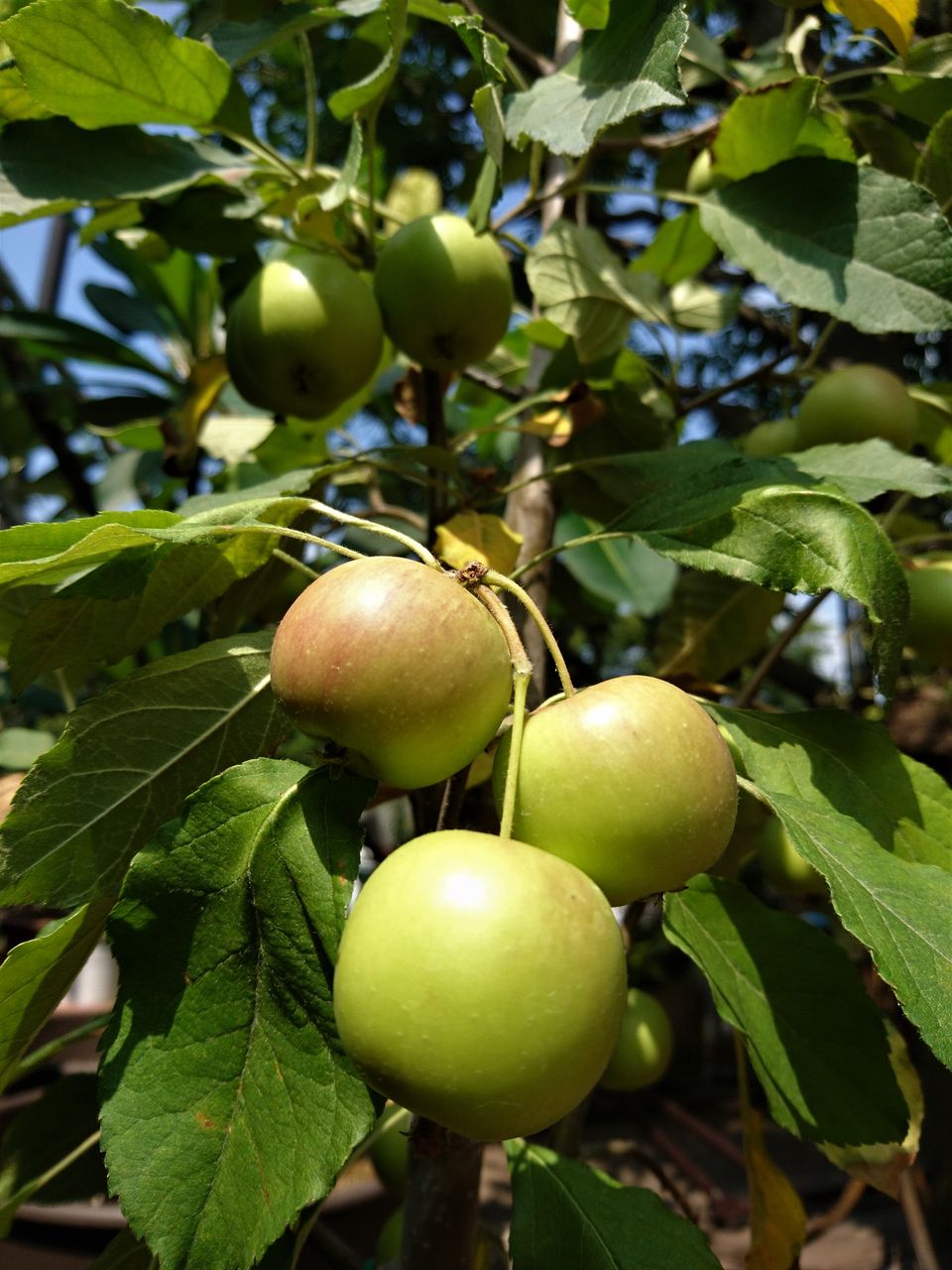 アルプス乙女 色づく 波と風の音を聴きながら
