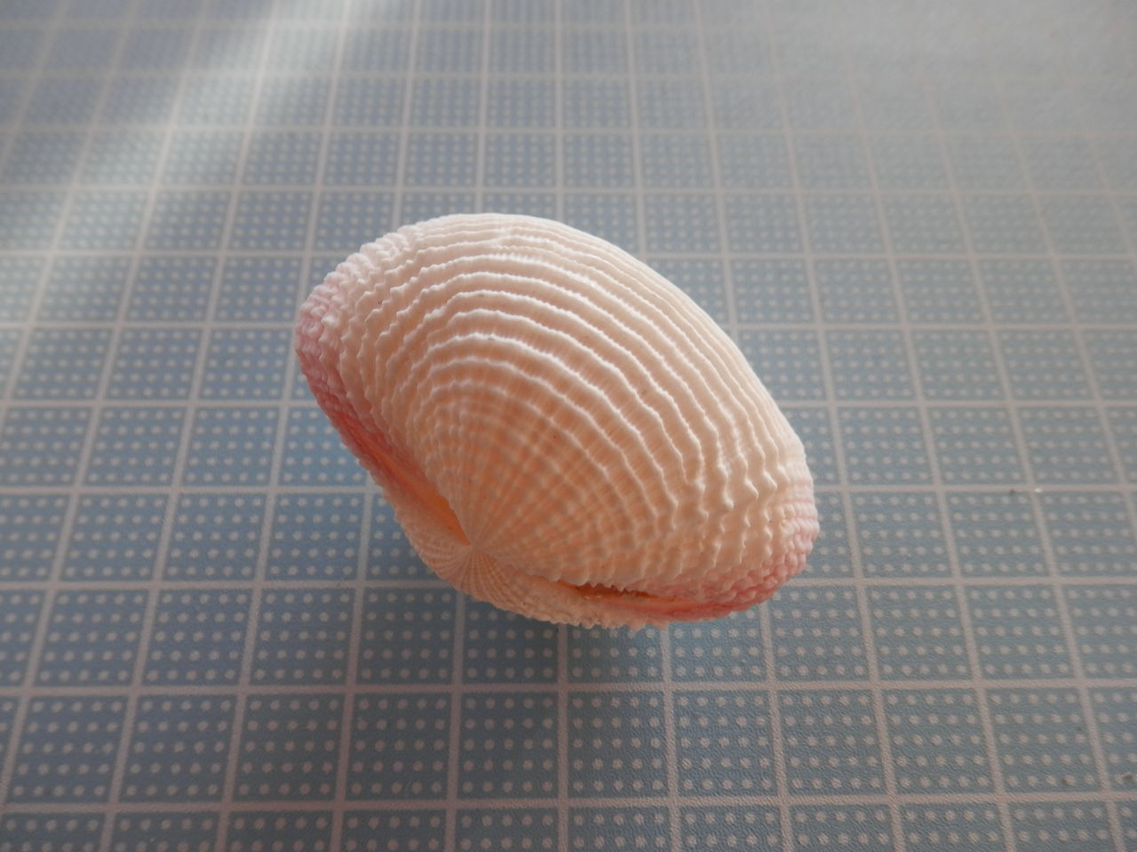 二枚貝 ザラザラ編 : 波と風の音を聴きながら～