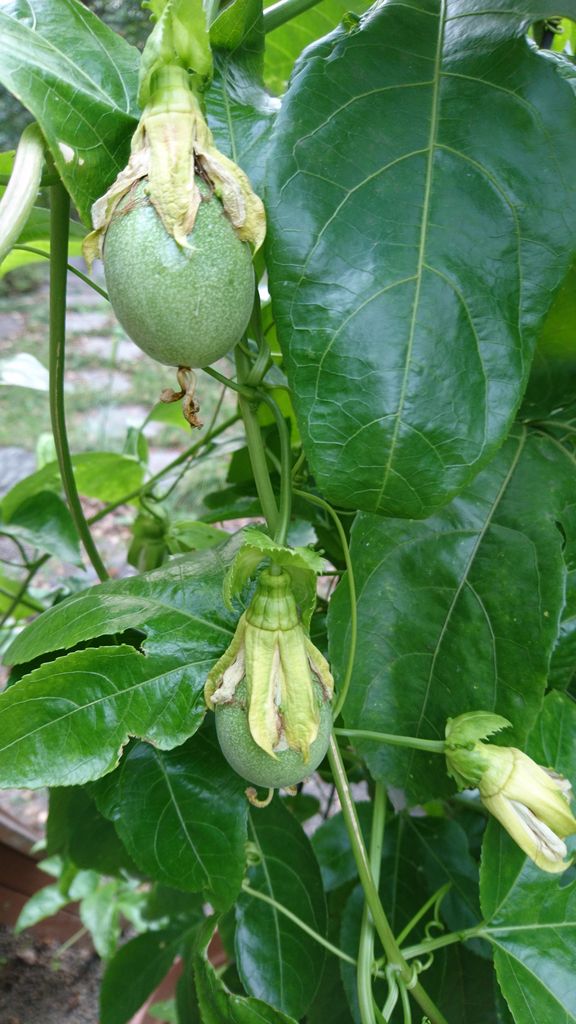 南国植物真っ盛り 波と風の音を聴きながら