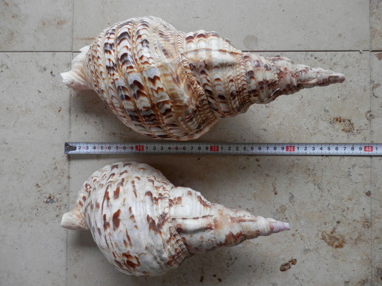 石垣島 大きな貝達 : 波と風の音を聴きながら～