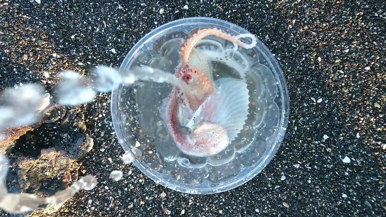 今度は生きたアオイガイ(カイダコ） : 波と風の音を聴きながら～