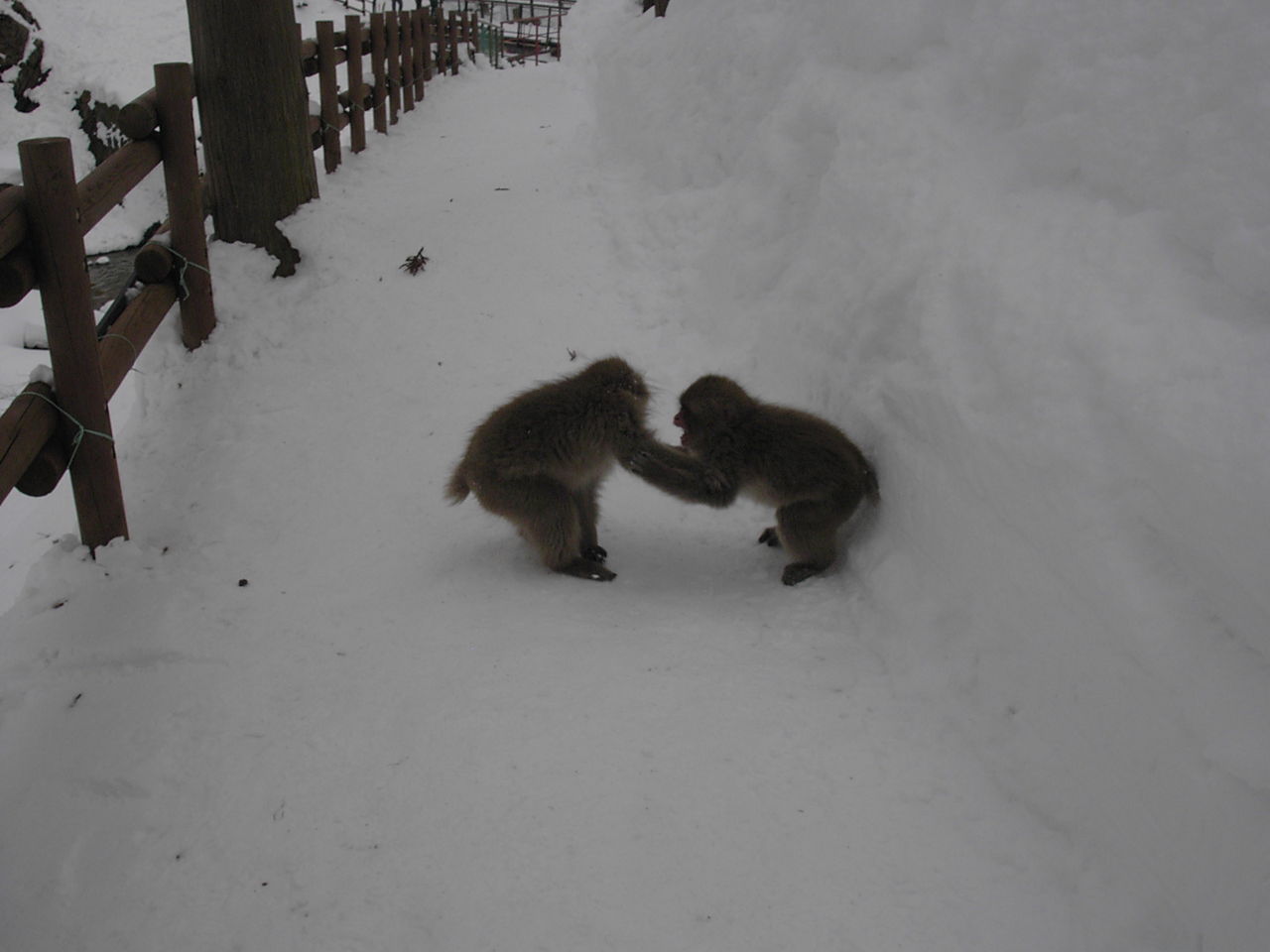 2016年 猿と美しい貝からスタート 波と風の音を聴きながら 2016年 猿と美しい貝からスタート 波と風の音を聴きながら