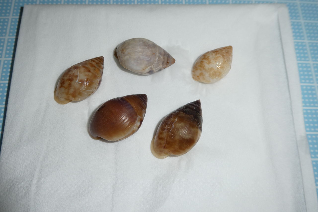 石垣島 ビーチコーミングまとめ 波と風の音を聴きながら