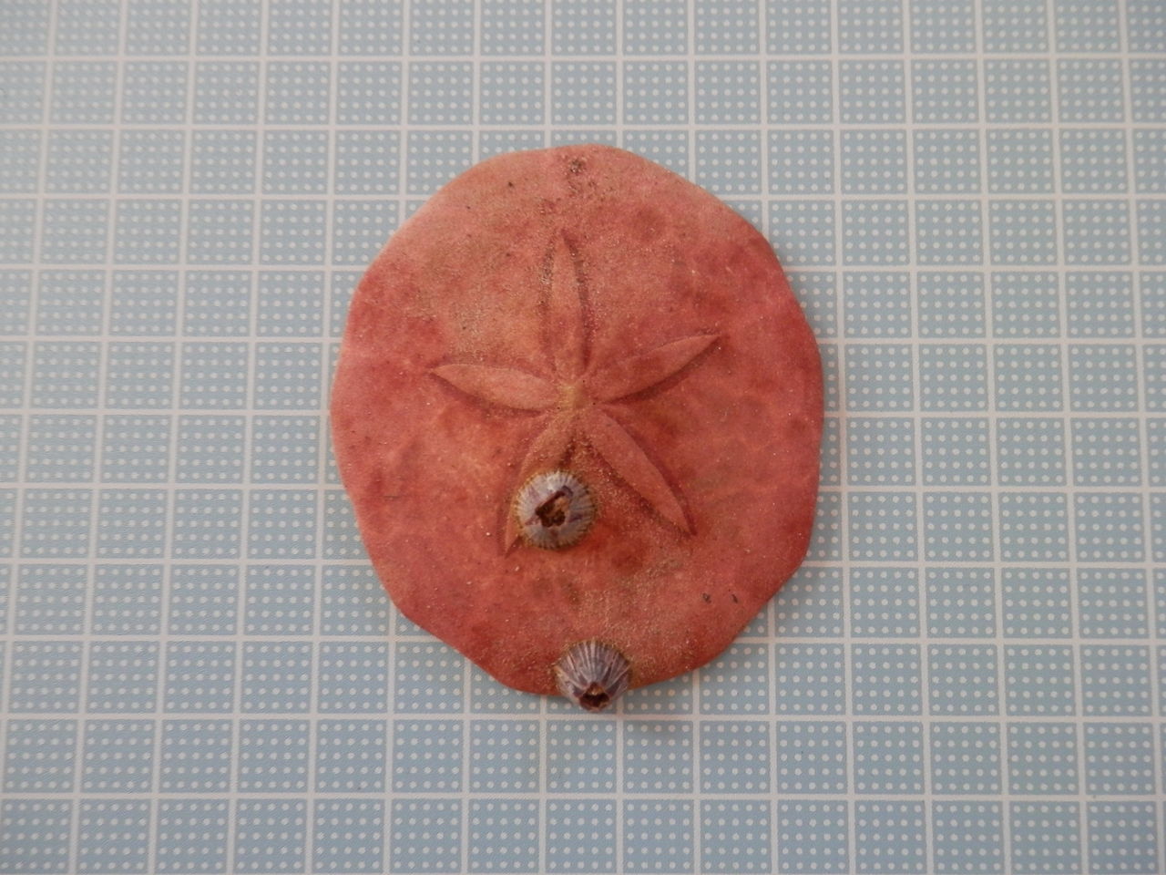 三浦半島のウニ スカシカシパン他 波と風の音を聴きながら