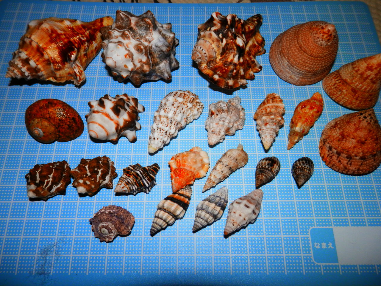 石垣島 貝殻 色々 : 波と風の音を聴きながら～