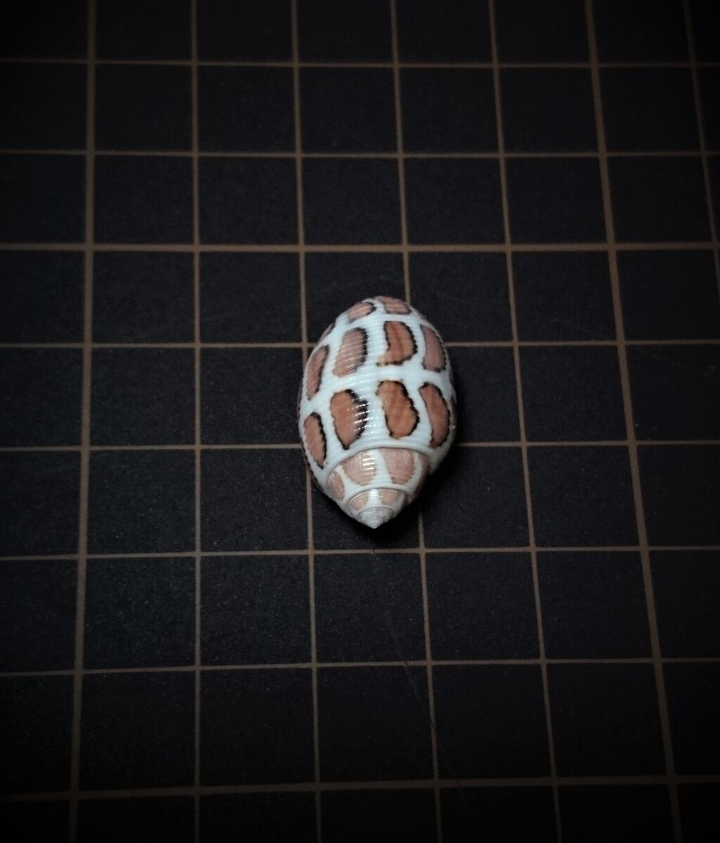 モヨウカヤノミガイ 貝殻 美品】貝殻 モヨウカヤノミガイ 直径15mm 高さ25mm ビューティフル