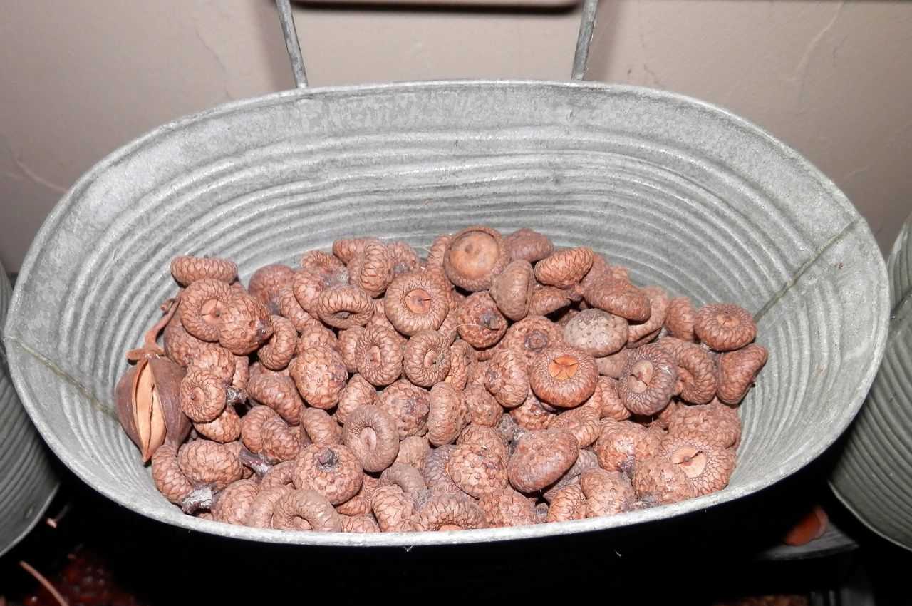 レッドオーク ピンオーク 他どんぐり達 : 波と風の音を聴きながら～