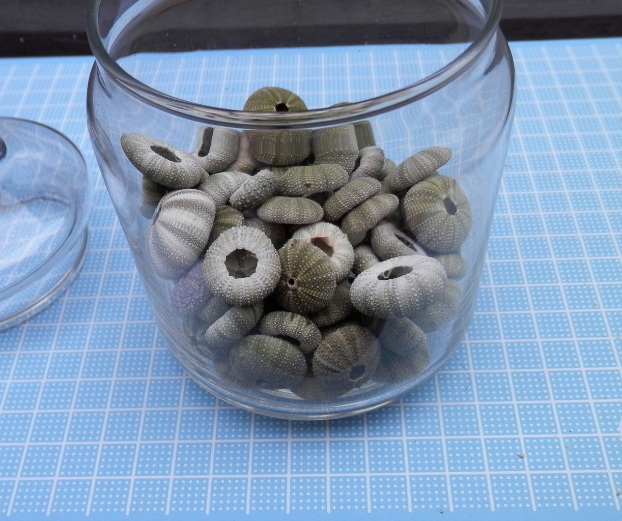 ウニ コレクション : 波と風の音を聴きながら～