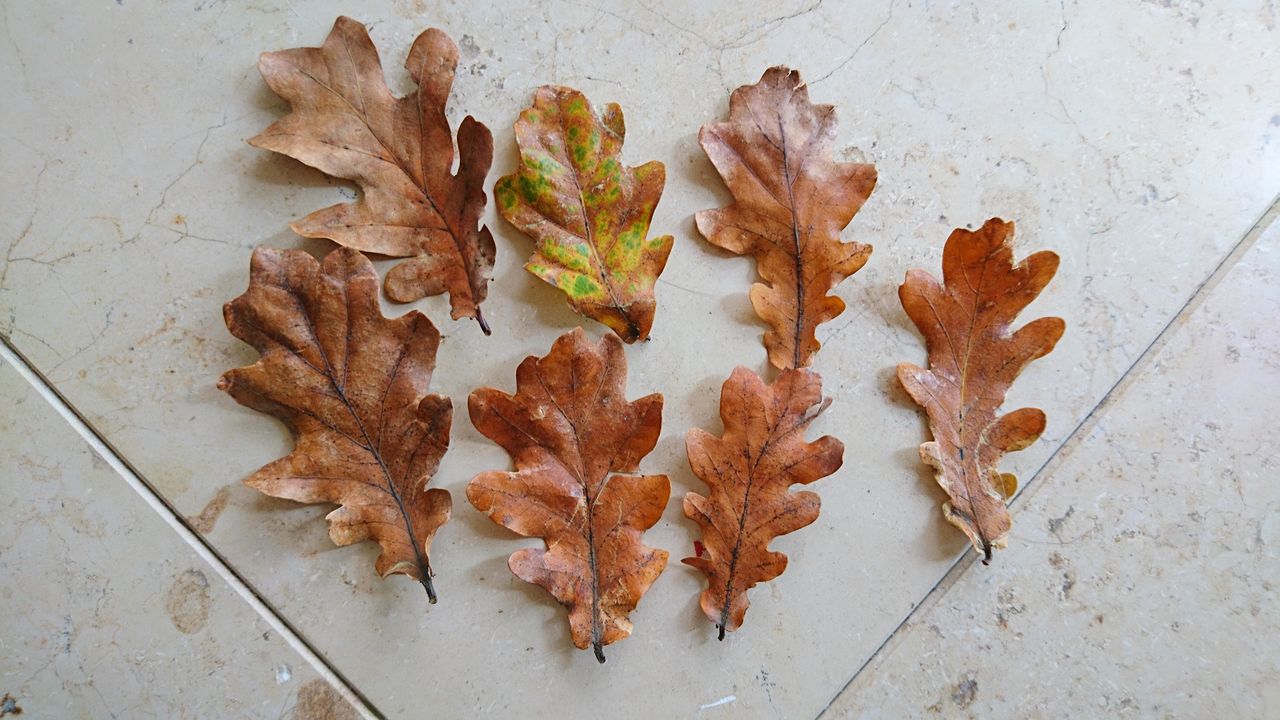 最高のマインクラフト ベストマインクラフト オークの葉