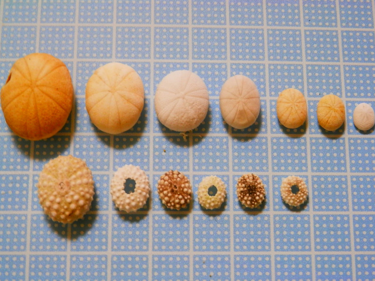 石垣島 ウニ達（タマゴウニ、マメウニ、他） : 波と風の音を聴きながら～