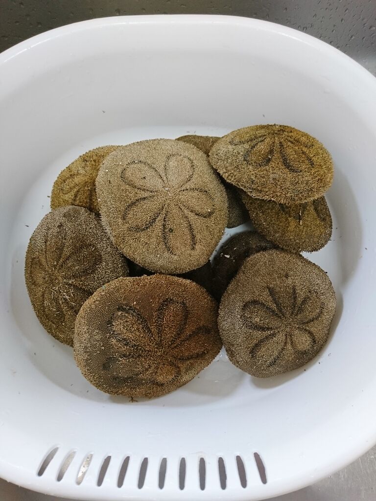 水槽とタコノマクラ 波と風の音を聴きながら