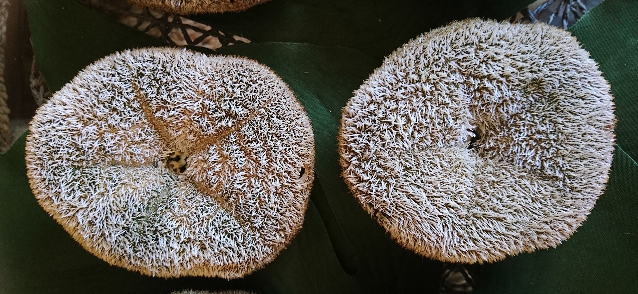 タコノマクラ 標本用 : 波と風の音を聴きながら～