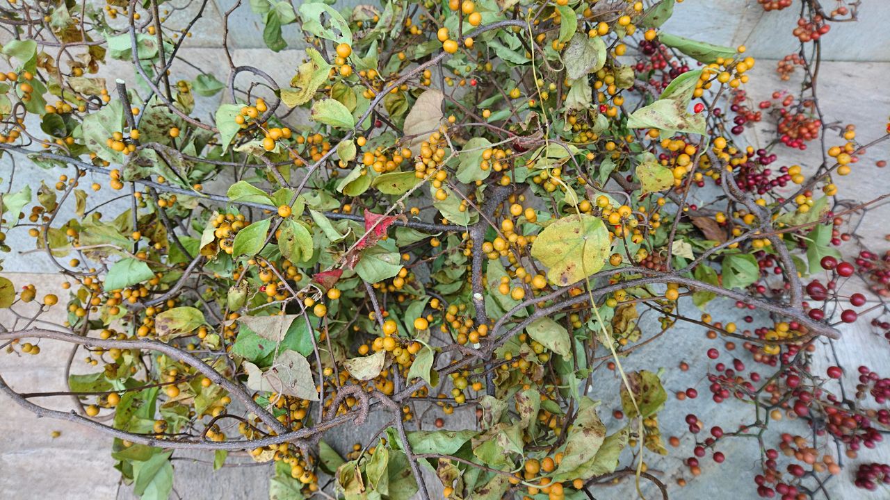 ツルウメモドキを飾る 波と風の音を聴きながら