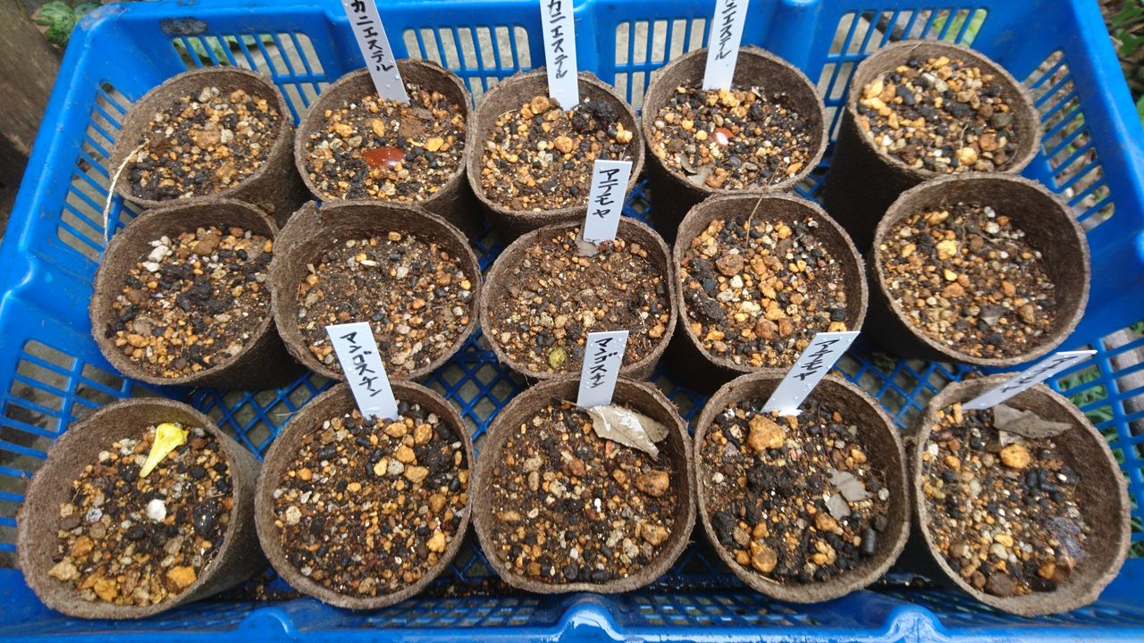 カニステル 成長記録 : 波と風の音を聴きながら～