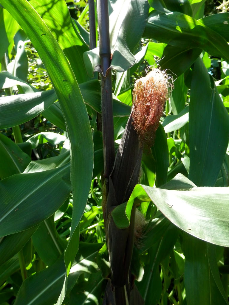 グラスジェムコーン レインボーコーン 波と風の音を聴きながら