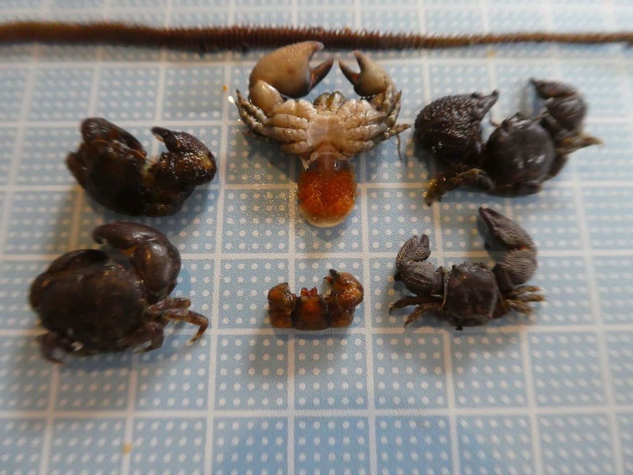 浮きの付着生物 波と風の音を聴きながら