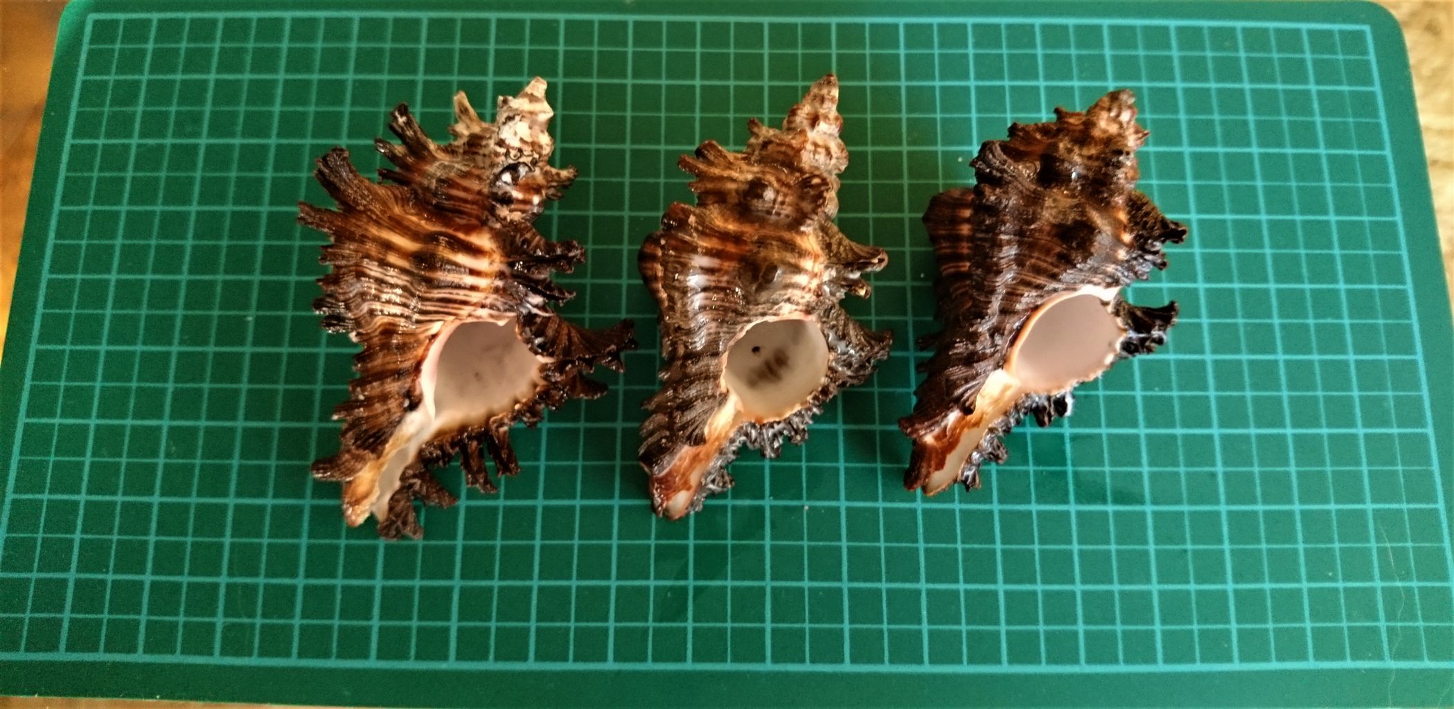 少しだけ観察 波と風の音を聴きながら