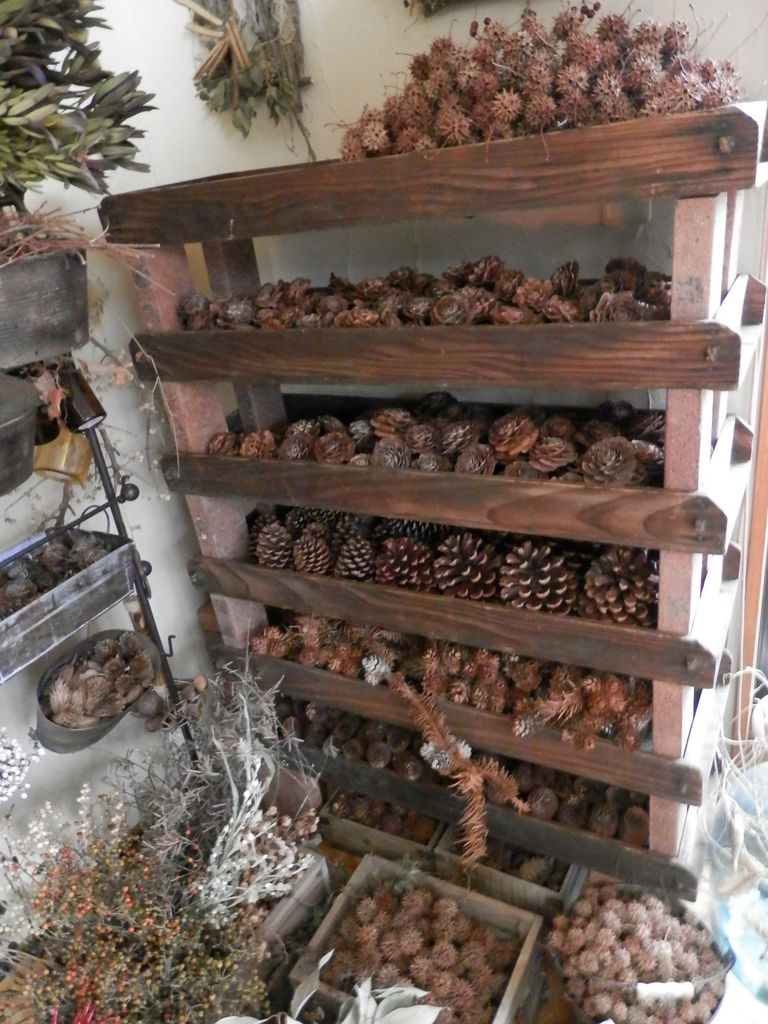 シダーローズ 他 色々な松ぼっくり 波と風の音を聴きながら