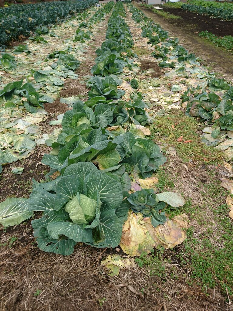 冬の畑は ちょっと寂しい 波と風の音を聴きながら