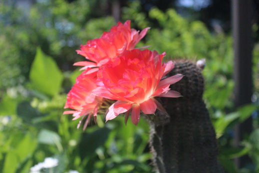 サボテンの花 たまさかnote 旧 今日の言わせれ