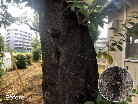 スズメバチの巣駆除