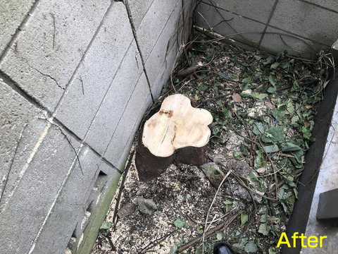 空き家の樹木管理