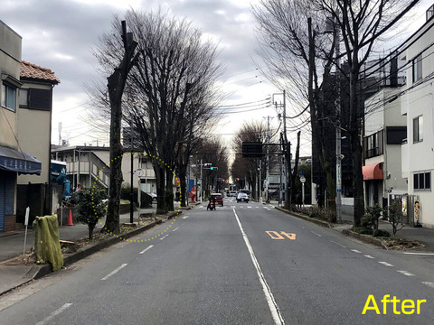 けやき通り所木伐採