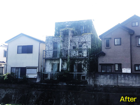 空き家の蔦、除去