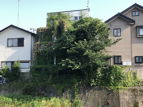 空き家の樹木管理