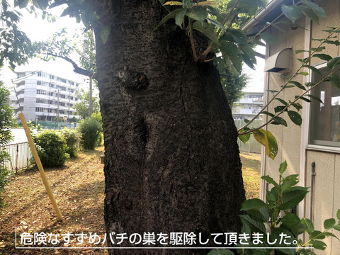 スズメバチの巣駆除